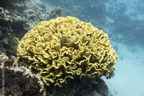 coral reef with yellow coral turbinaria mesenterina in tropical sea