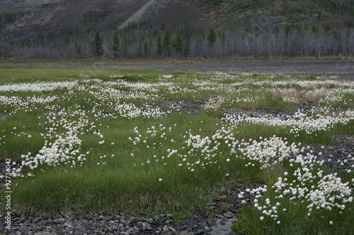 The field of cotton grass in the valley Labynkyr.
