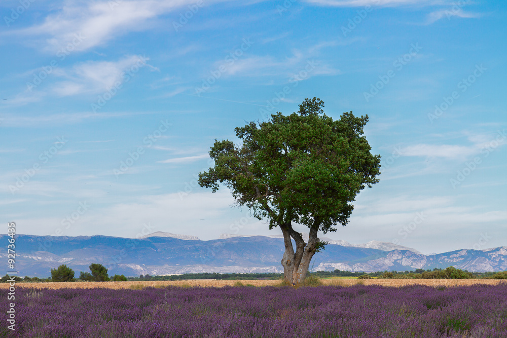 Obraz premium Lavender field