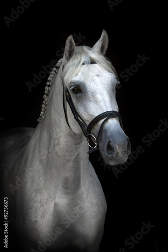 White horse portrait on black background © callipso88