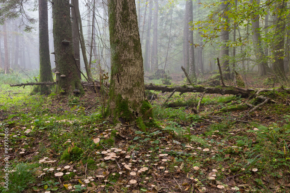 Large broken tree lying in misty forest Large broken tree lying in misty forest