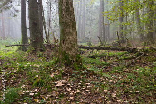 Large broken tree lying in misty forest