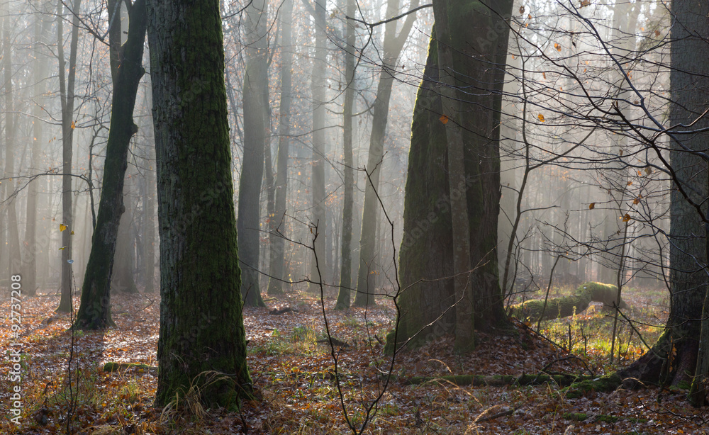 Autumnal morning in the forest with mist and old trees Autumnal morning in the forest with mist and old trees