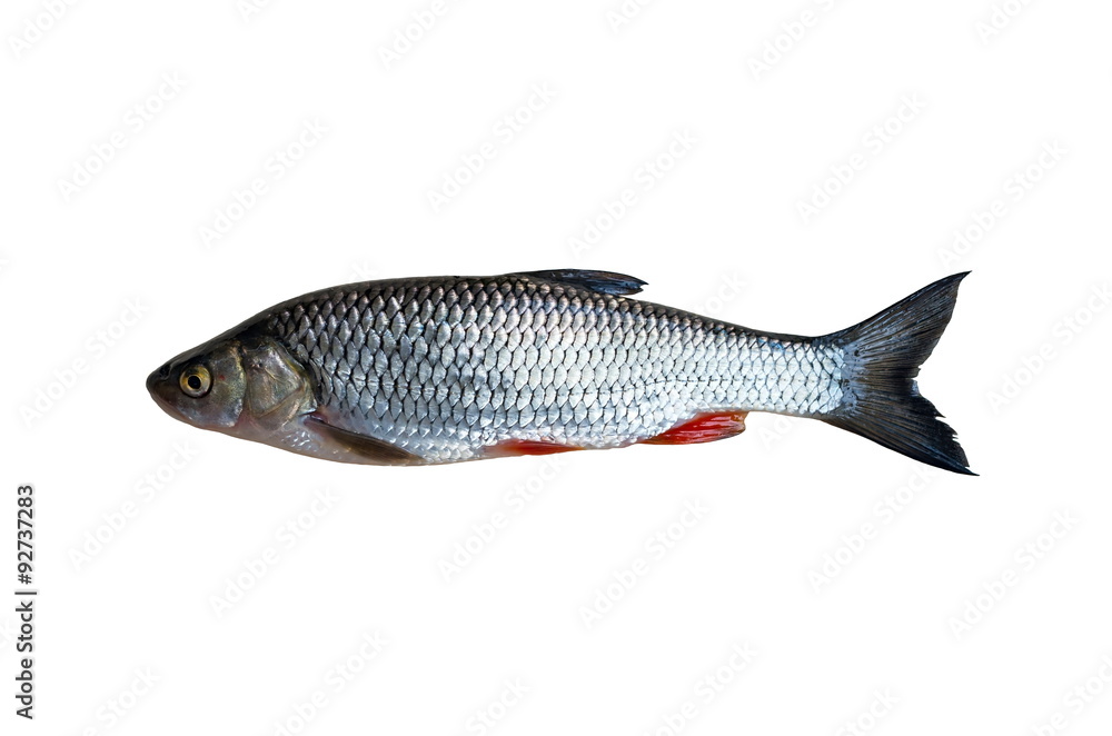chub fish, isolated on a white background chub fish, isolated on a white background