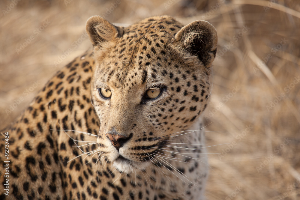 Fototapeta premium Leopardo
