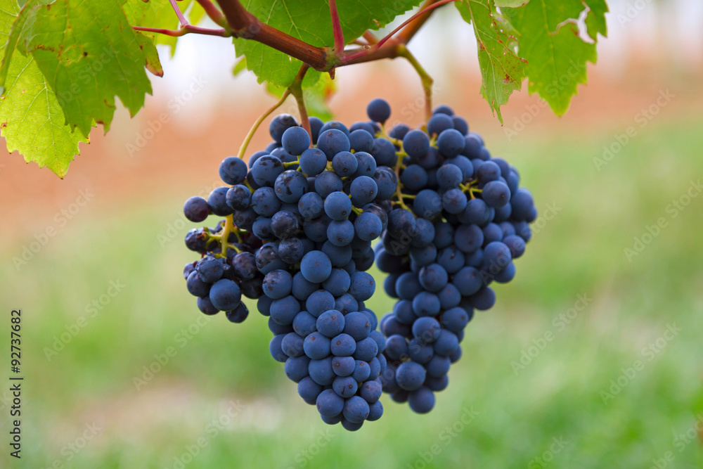 Naklejka premium Blue grapes on a bush