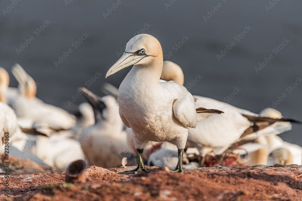 Wild migrating gannets at island Helgoland, Germany, summer time Wild migrating gannets at island Helgoland, Germany, summer time