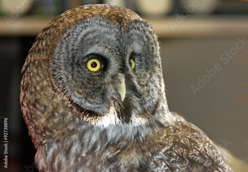 Closeup of a Barn Owl
