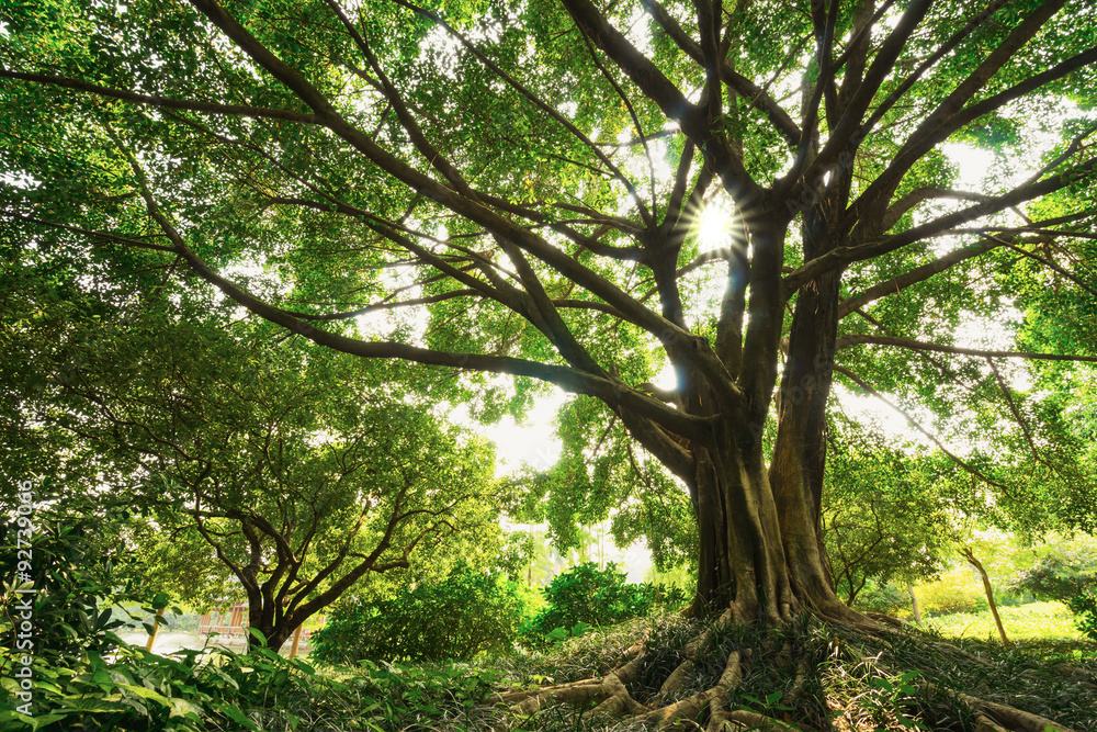 old banyan