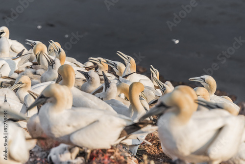 Wild migrating gannets at island Helgoland, Germany, summer time