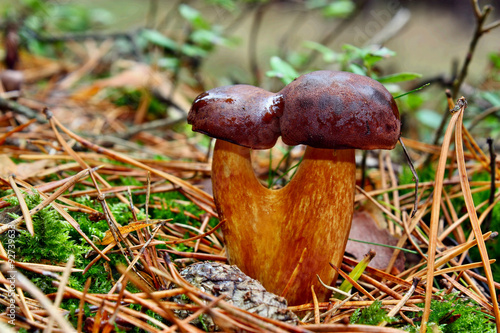 Mushroom twins xerocomus badius photo