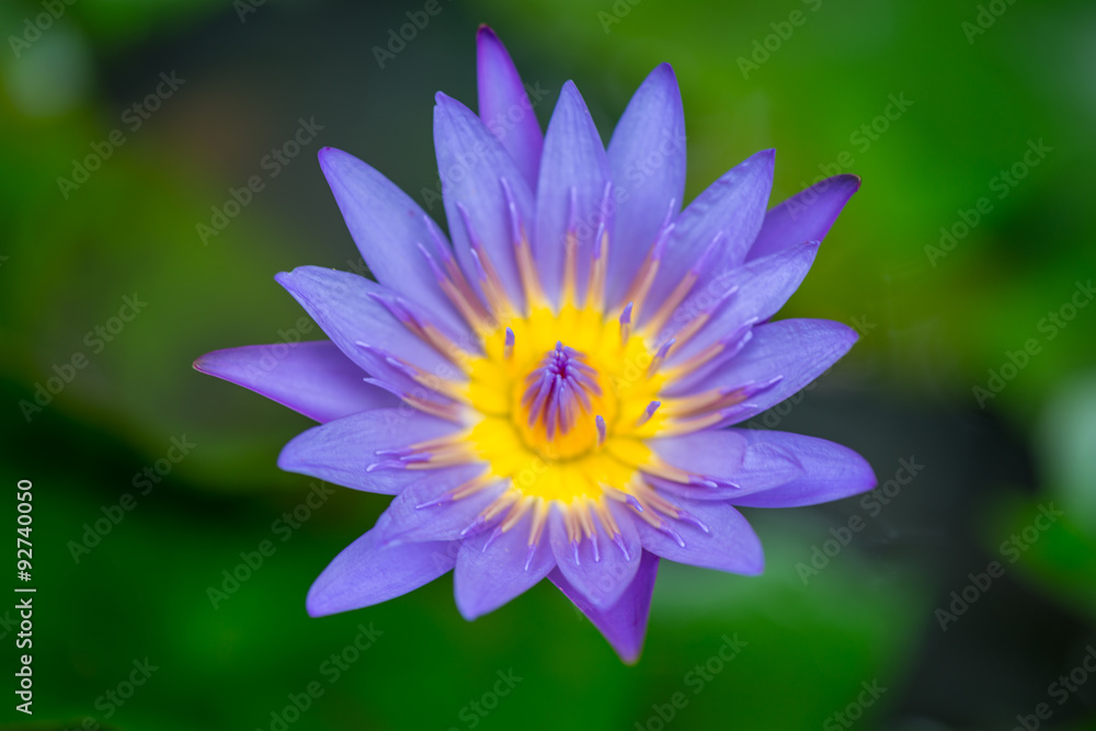 Single purple lotus blossom on a pond Single purple lotus blossom on a pond