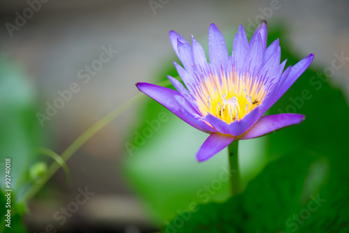 Single purple lotus blossom on a pond