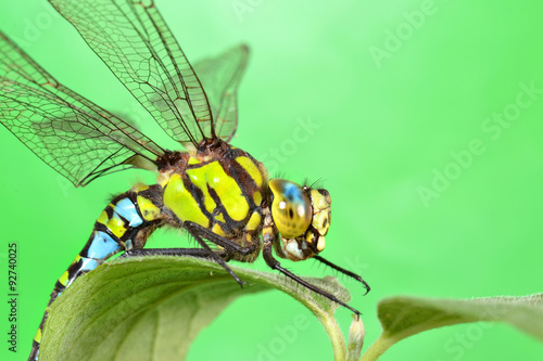 portrait of a dragonfly on a green leaf © demiurge_100