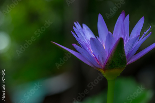 Single purple lotus blossom on a pond