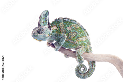 Chamaeleo calyptratus - veiled chameleon