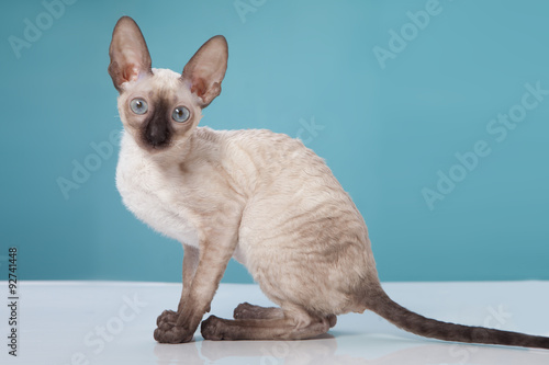 Obraz na plátně Cornish Rex kitten isolated on white background
