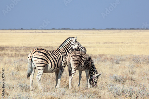 Zebre nella savana della Namibia