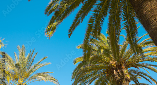 Summer palm trees  Spain