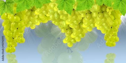 Young grapes on the plantation