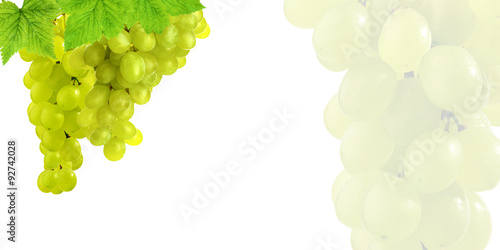 Young grapes on the plantation