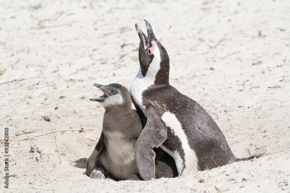 Obraz premium mother and chicken penguin in national park colony south africa
