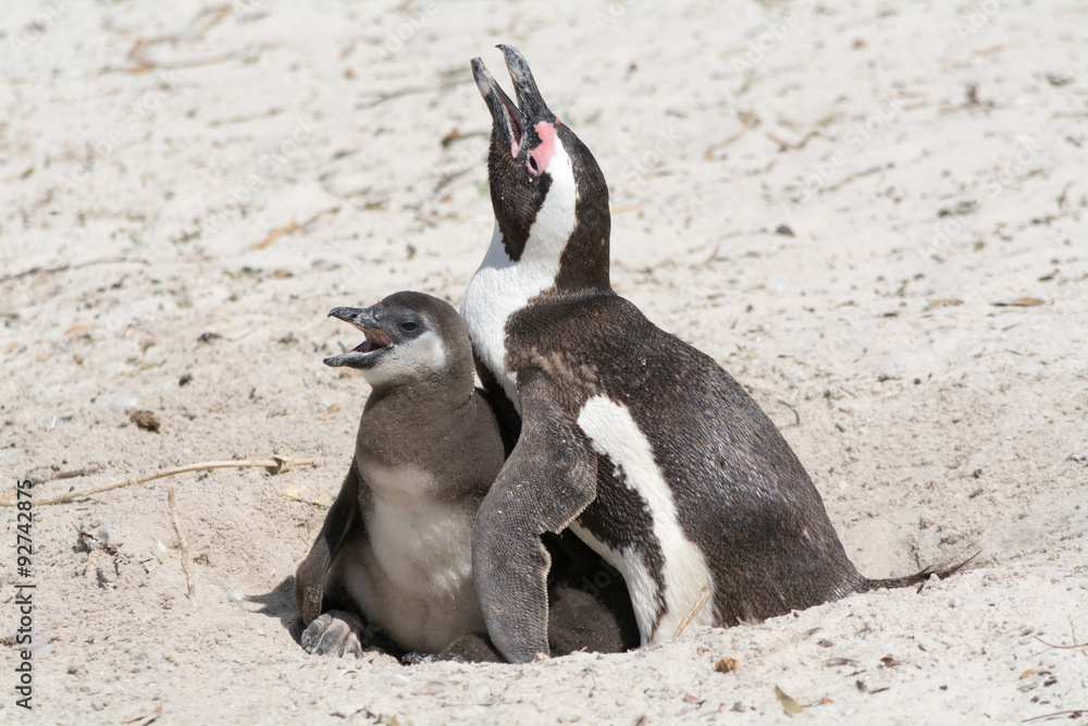 Fototapeta premium mother and chicken penguin in national park colony south africa