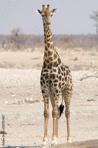 giraffe looking in cam, namibia