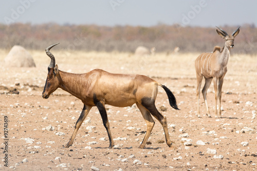 red hartebeest on the walk in namibia