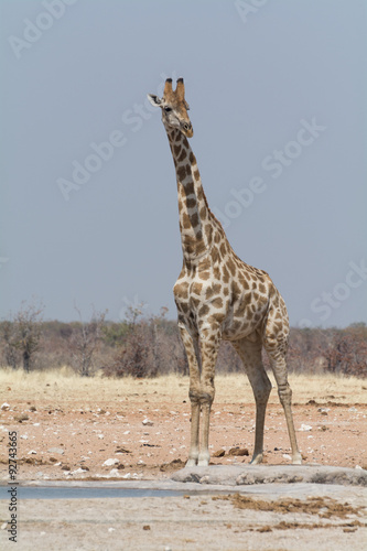 giraffe standing still and ovserving for predators in namibia