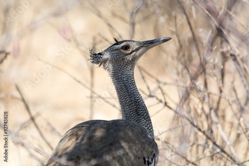 cori bustard in namibia