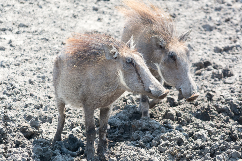 two warthogs in namibia