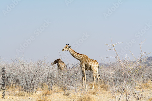 Photography two giraffes searching for food in akazia field