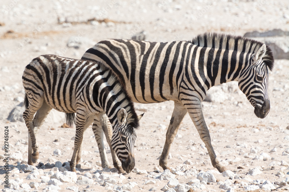 zebra with kitten zebra with kitten