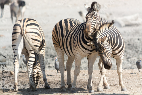 three zebras in touch