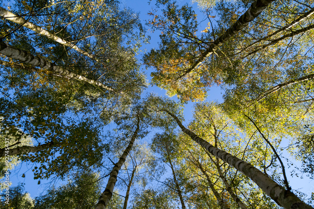 Fototapeta premium ein schöner Birkenwald im Herbst