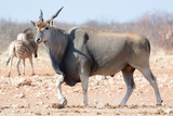 big eland walking