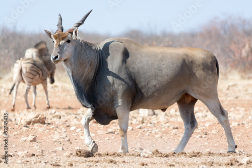 big eland walking photo