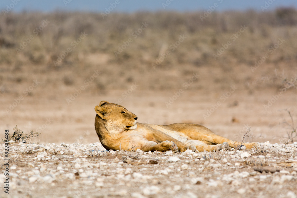 relaxed female lion