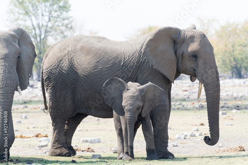 elephant family