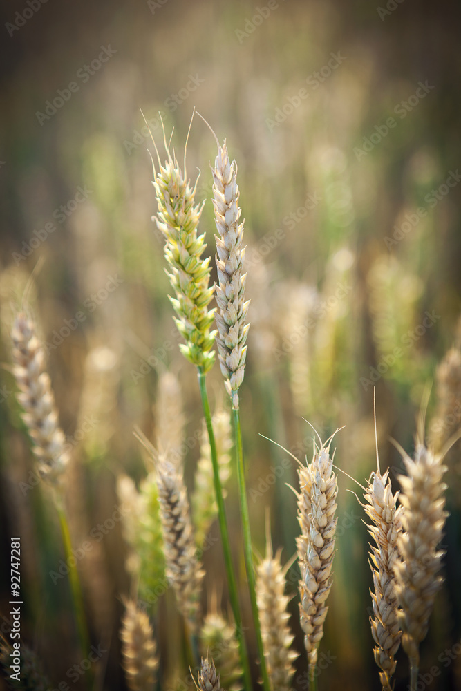 Backdrop of ripening ears of yellow wheat field.