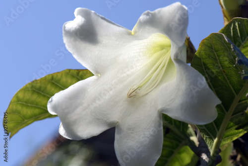 Easter lily vine