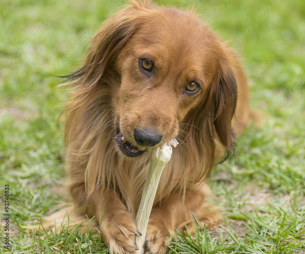 Dog with a bone Dog with a bone