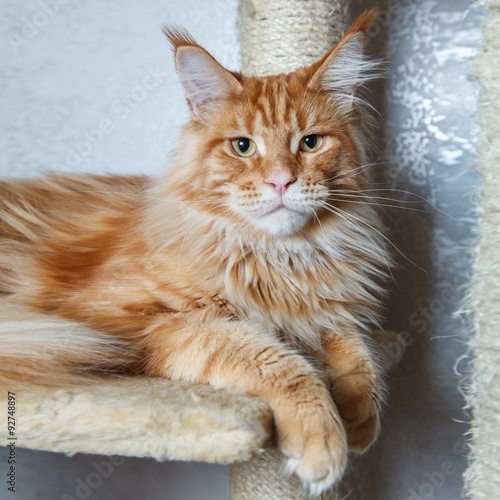 Red fox mainecoon kitten posing