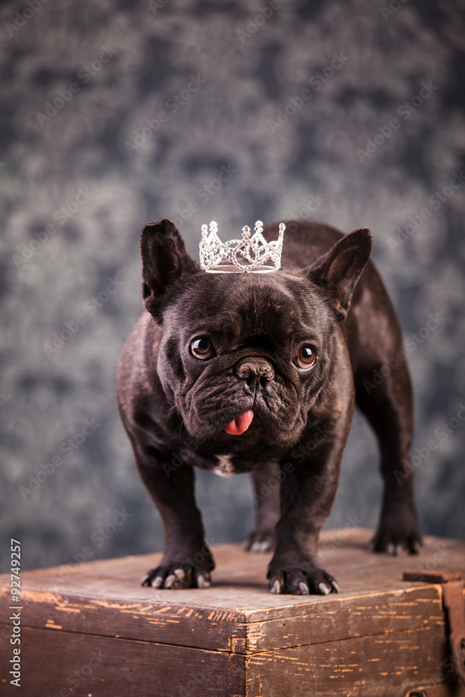 french bulldog king