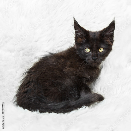 Small black kitten maine coon posing on white background fur