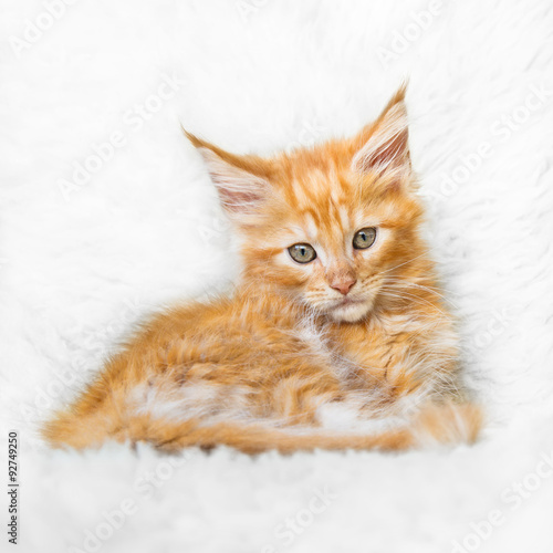 Red foxy maine coon kitten posing on white background fur