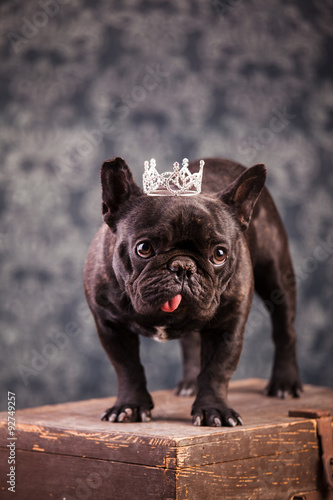 french bulldog king