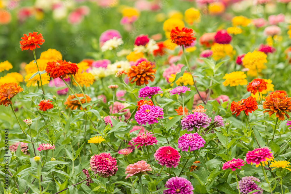Beautiful colorful flowers field.