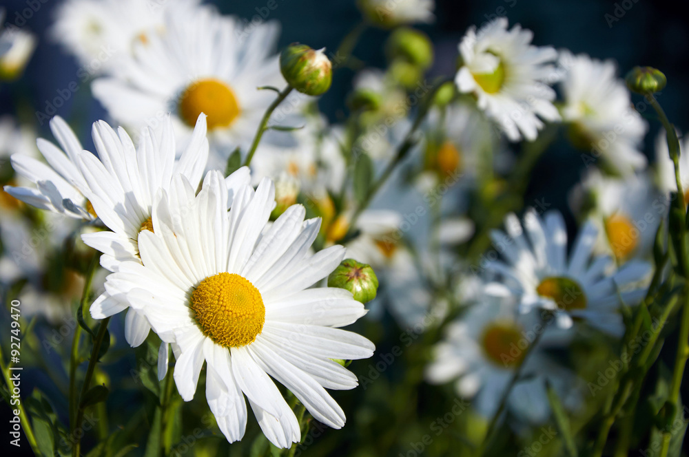 Fototapeta premium chamomile flowers